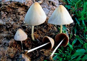 Microorganismos de Montaña: Recuperador de Microorganismos del Suelo